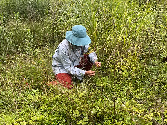 植生調査の様子